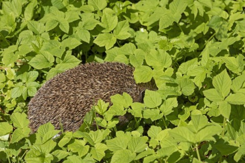 Hedgehog