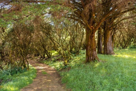 Footpath through laurel forest in a lush green landscape in La Llania on El Hierro