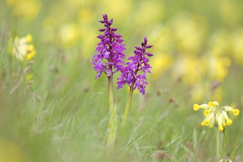 Early purple orchid
