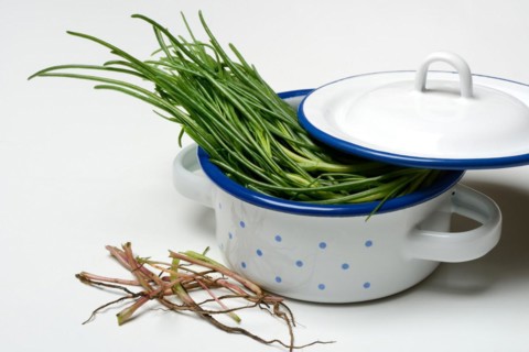 Monk's beard in pots