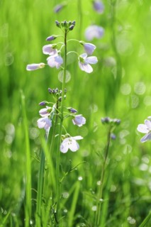 Meadowfoam in spring