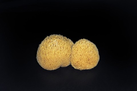 Bearded tooth mushroom