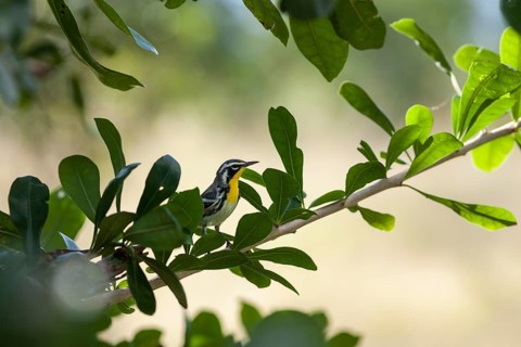 Yellow-throated warbler