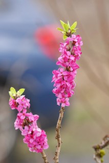 Daphne