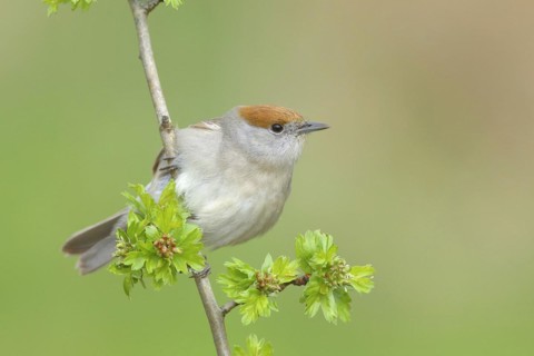 Blackcap