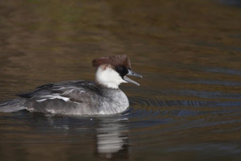 Smew