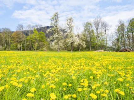 Meadow with dandelions