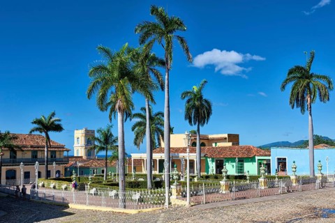 Palm trees