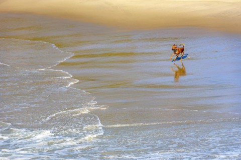 Dog running and playing in the sand and water of the beach in the morning in Ipanema