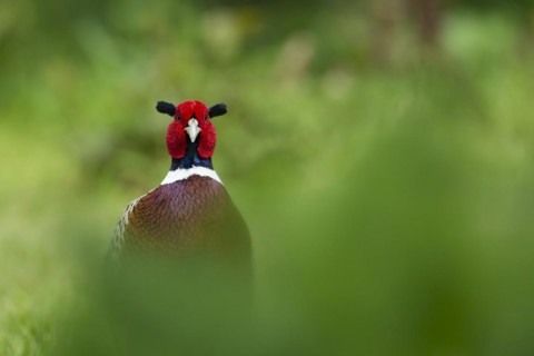 Common pheasant