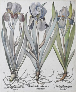 Irises