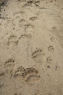 Bear tracks in Kukak Bay