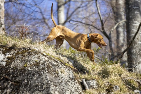 Roevidszoru Magyar Vizsla