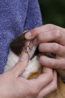 Guinea Pig pigs