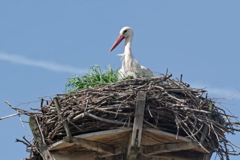 Stork on eyrie