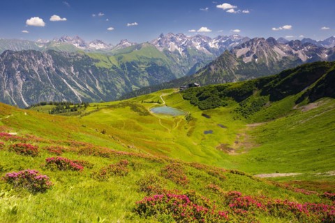 Alpine rose blossom