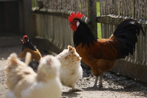 Vorwerk chicken