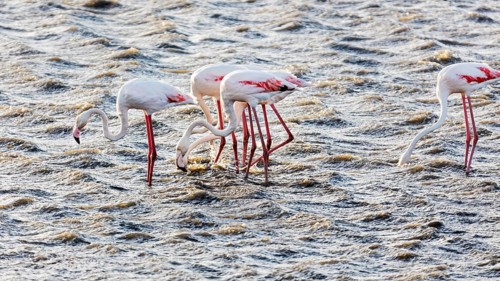 Flamingos