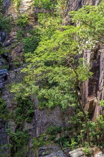 Forest vegetation blending with the rocks on a rocky slope in the Brazilian cerrado