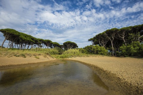 Beach and old pine trees