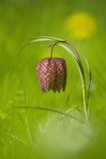 Snake's head fritillary