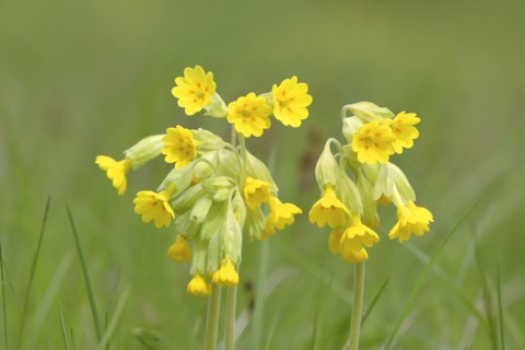 Meadow common cowslip