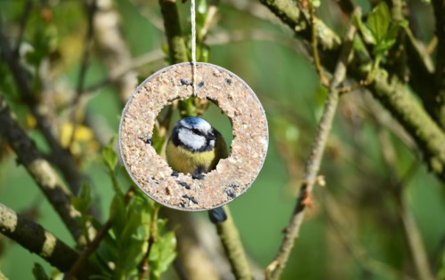Blue tit