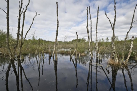 Moorland