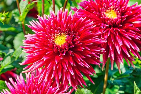 China aster
