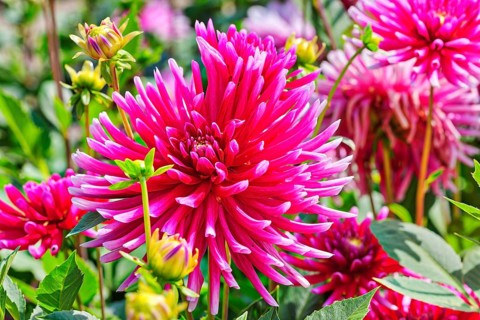 Chrysanthemum