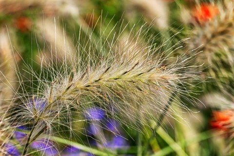 Long bristle feather grass