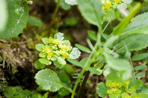 Spleenwort