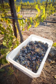 Grape bushels in crates during vineyard harvest