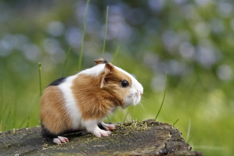 Guinea Pig pigs