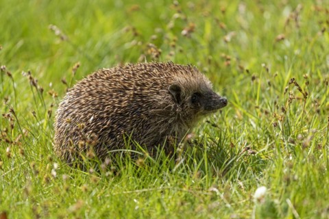 Hedgehog