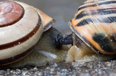 Grove snail