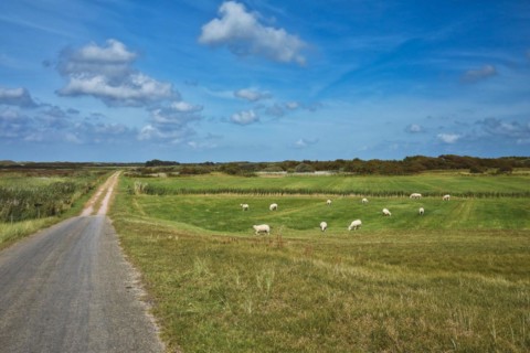 View on integral nature reserve on dutch island Texel with road leading through meadows and flock of sheep freely grazing in front of blue summer sky
