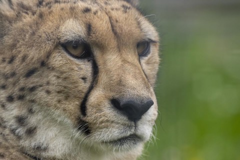 Cheetah