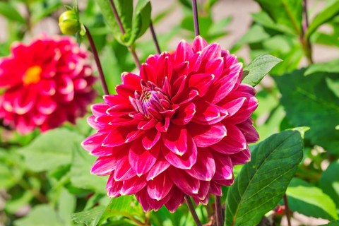 Dahlia