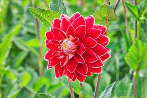 Dahlia