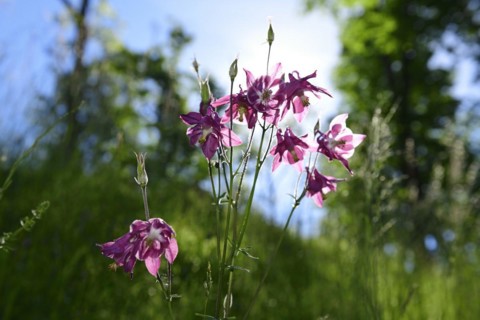 European columbine