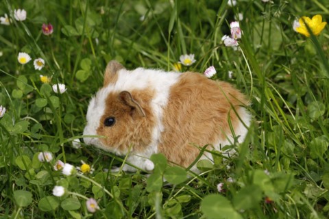 Guinea Pig pigs