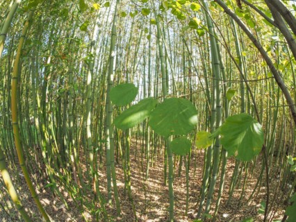 Bamboo tree