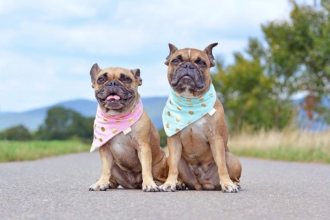 Tow similar looking brown French Bulldogs sitting next to each other wearing matching baby blue and baby pink neckerchiefs
