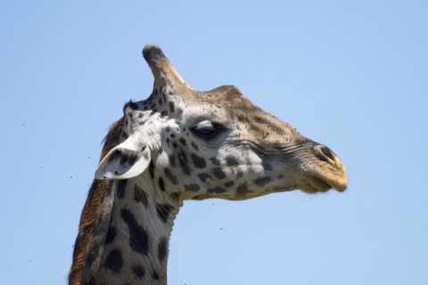 Masai giraffe