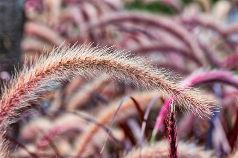 Sweet grass
