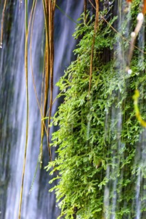 Moss and vegetation between the waters and stones of a clear waterfall in Carrancas