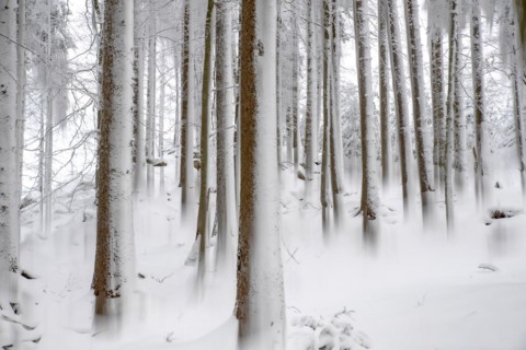 Winter landscape of a forest in the Kalkalpen National Park