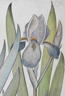 Irises