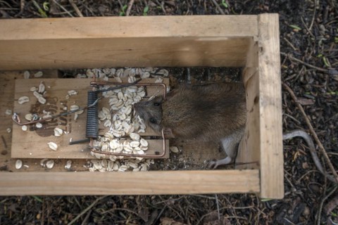 Brown rat